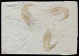 Three Cretaceous Fossil Shrimp - Lebanon #52788-1